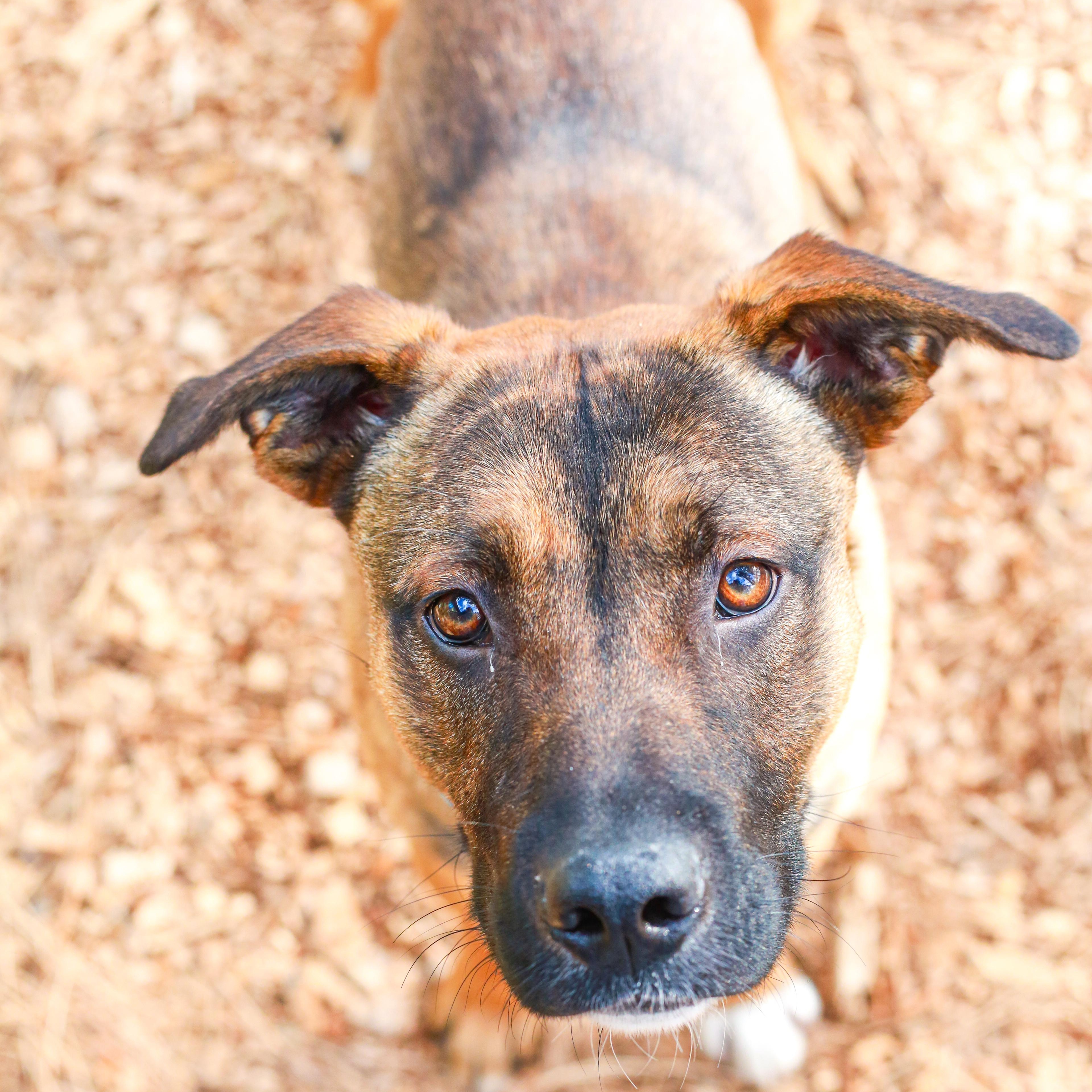 Knox- Adventure Pal, a Adoptable Shepherd in Grass Valley, CA image 1/6
