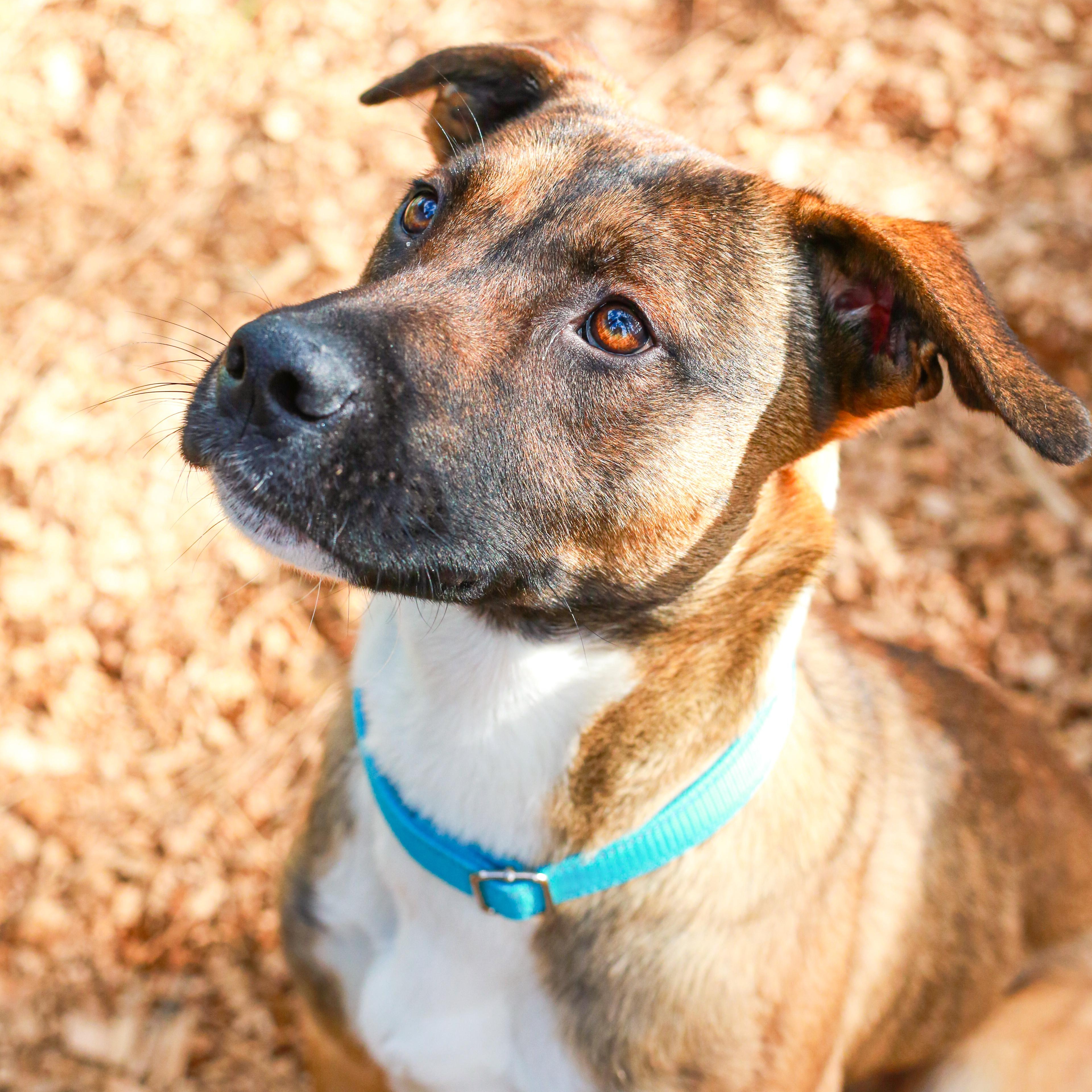 Knox- Adventure Pal, a Adoptable Shepherd in Grass Valley, CA image 2/6