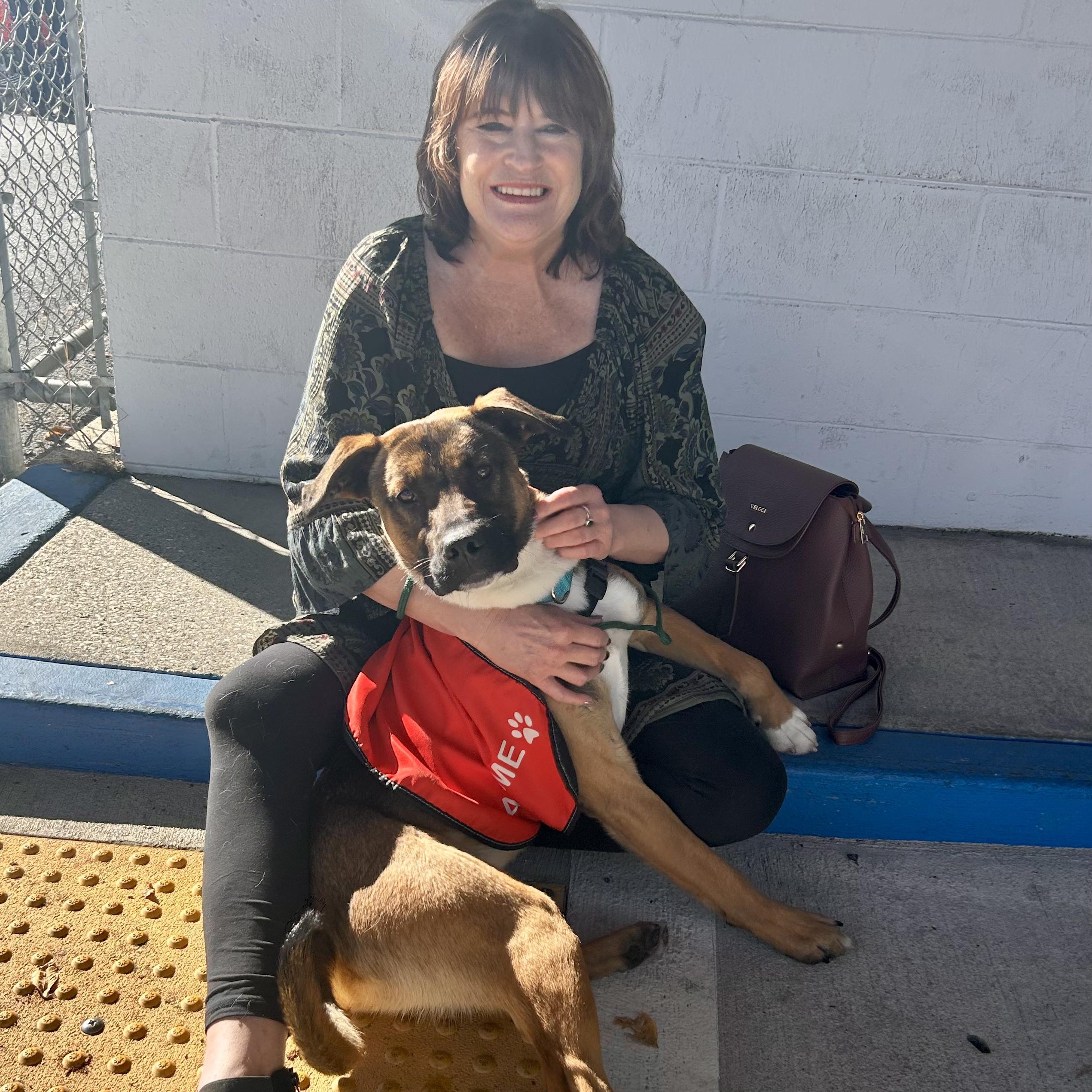 Knox- Adventure Pal, a Adoptable Shepherd in Grass Valley, CA image 3/6