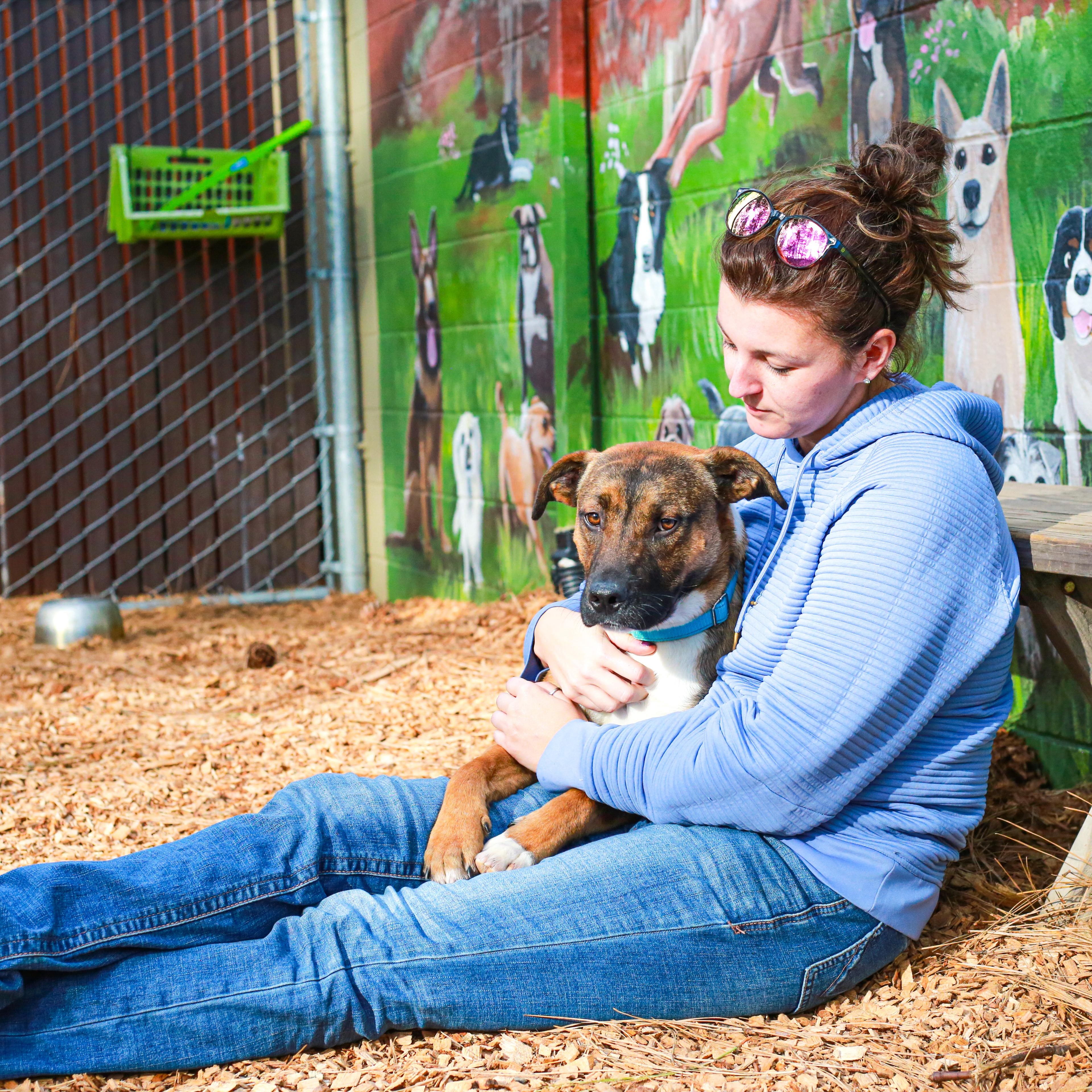 Knox- Adventure Pal, a Adoptable Shepherd in Grass Valley, CA image 4/6