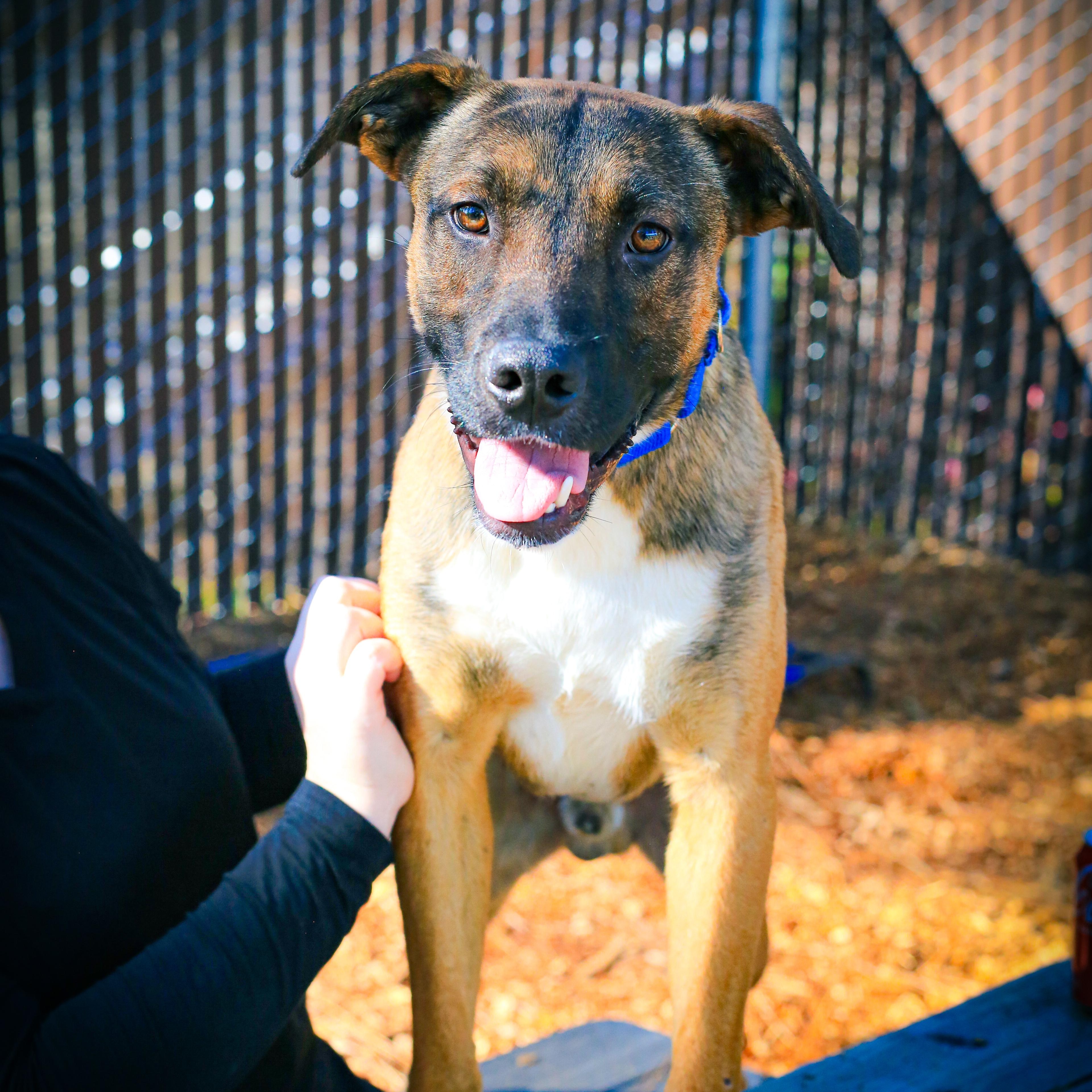 Knox- Adventure Pal, Adoptable, Young Male Shepherd.