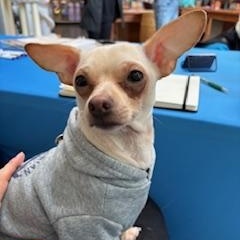 Eddie, ADOPTABLE, Young Male Chihuahua.