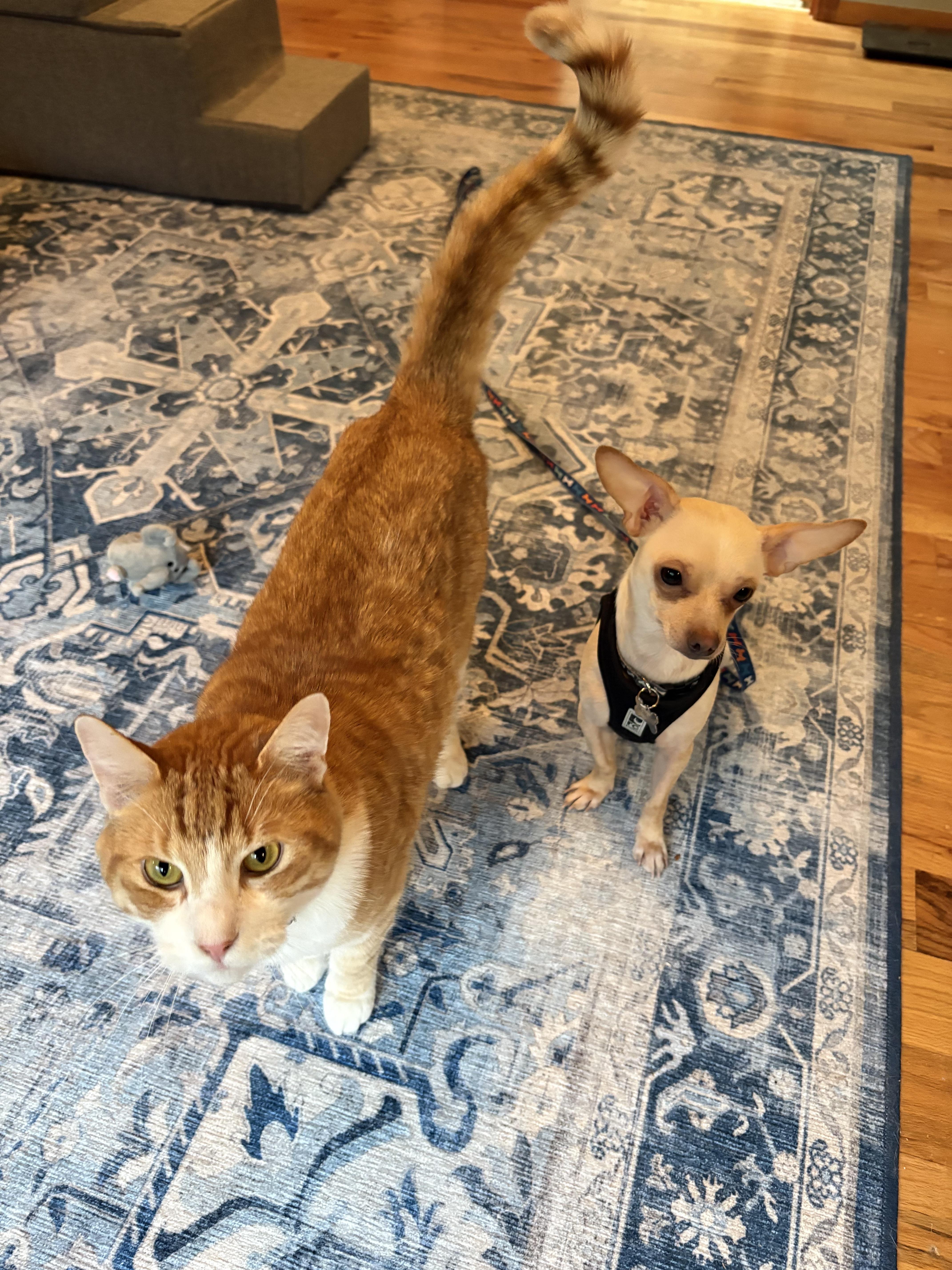 Enlarge Eddie, an adopted Chihuahua in Gig Harbor, WA image 4/4