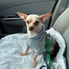 Enlarge Eddie, an adopted Chihuahua in Gig Harbor, WA image 3/4