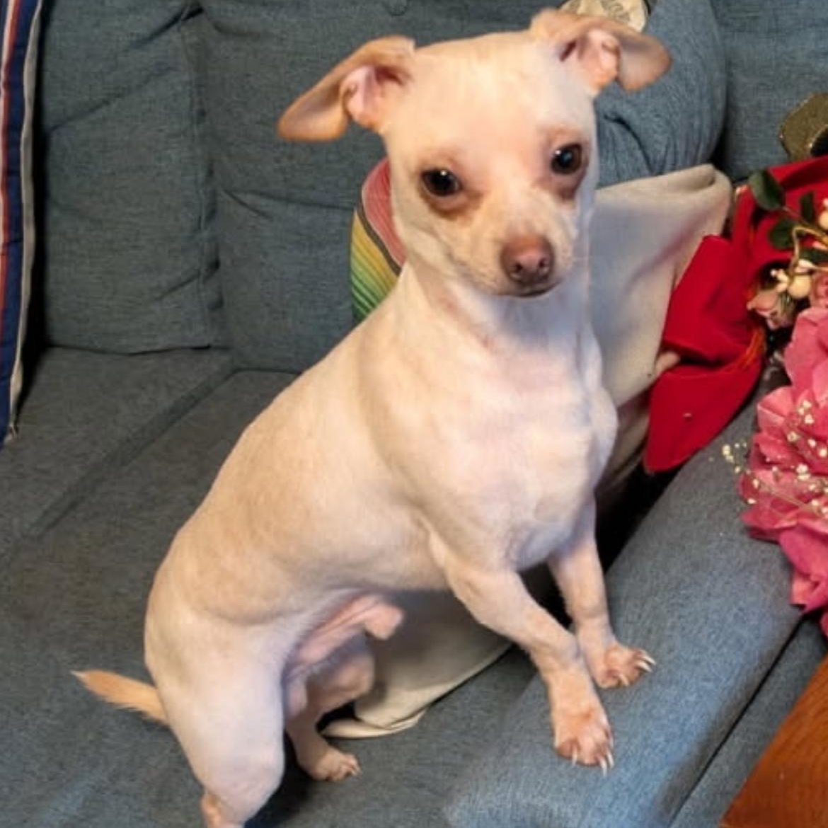 Enlarge Eddie, an adopted Chihuahua in Gig Harbor, WA image 2/4