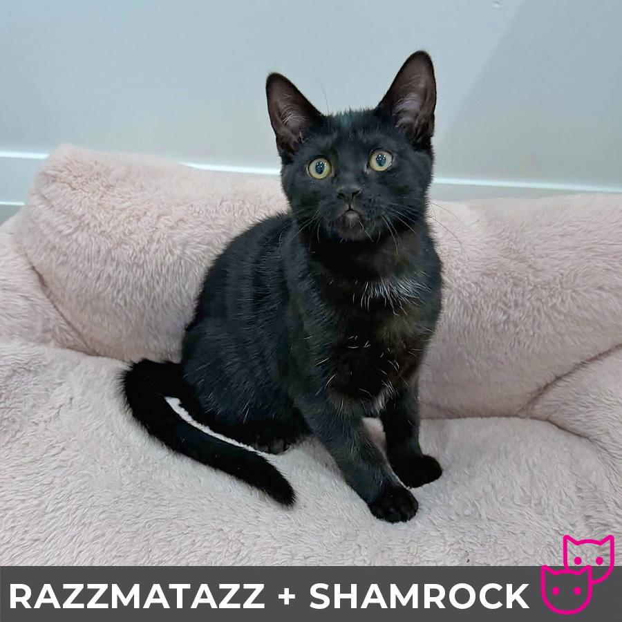 Razzmatazz (bonded with Shamrock) photo 2