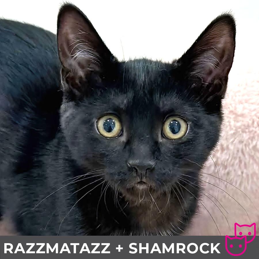 Razzmatazz (bonded with Shamrock) photo 1