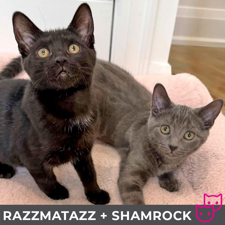 Razzmatazz (bonded with Shamrock) photo 5