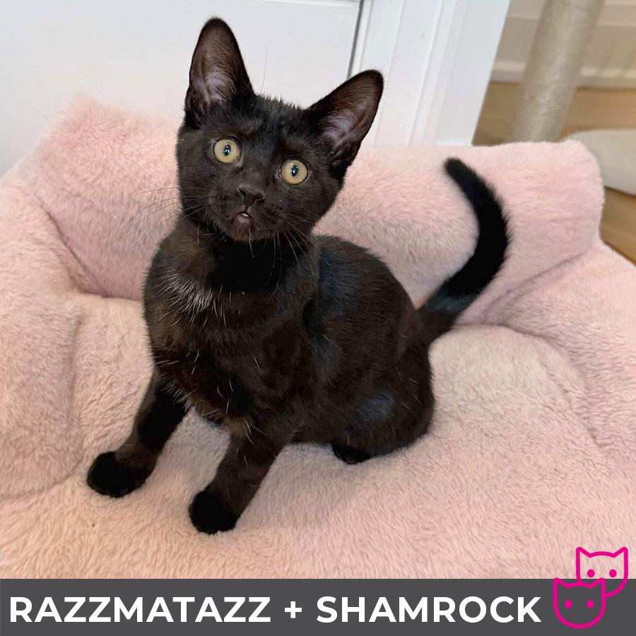 Razzmatazz (bonded with Shamrock) photo 3