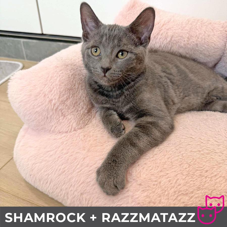 Razzmatazz (bonded with Shamrock) photo 4