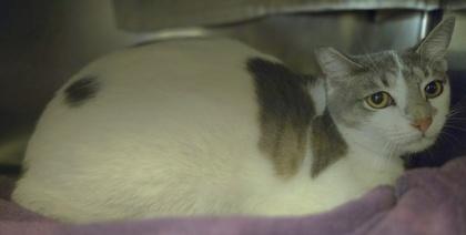 Enlarge Tamera, a Adoptable mixed breed in Sanford, FL image 1/1