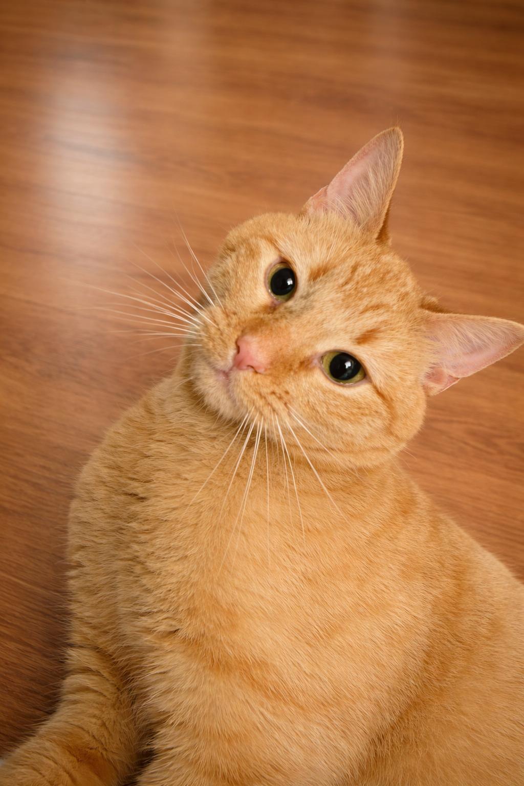 Enlarge Mandarin, a ADOPTABLE Tabby in Mauldin, SC image 3/4
