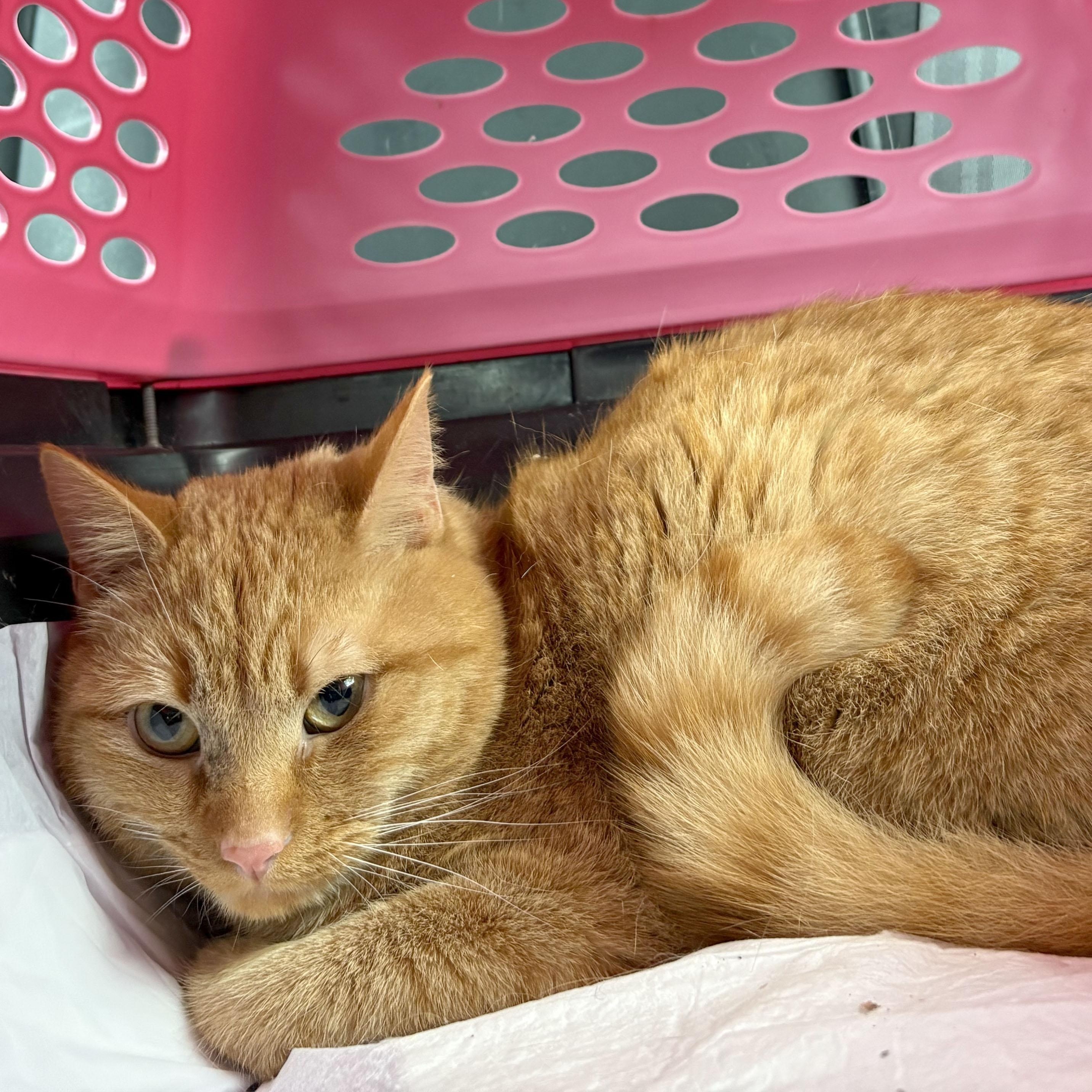 Mandarin, ADOPTABLE, Young Male Tabby.