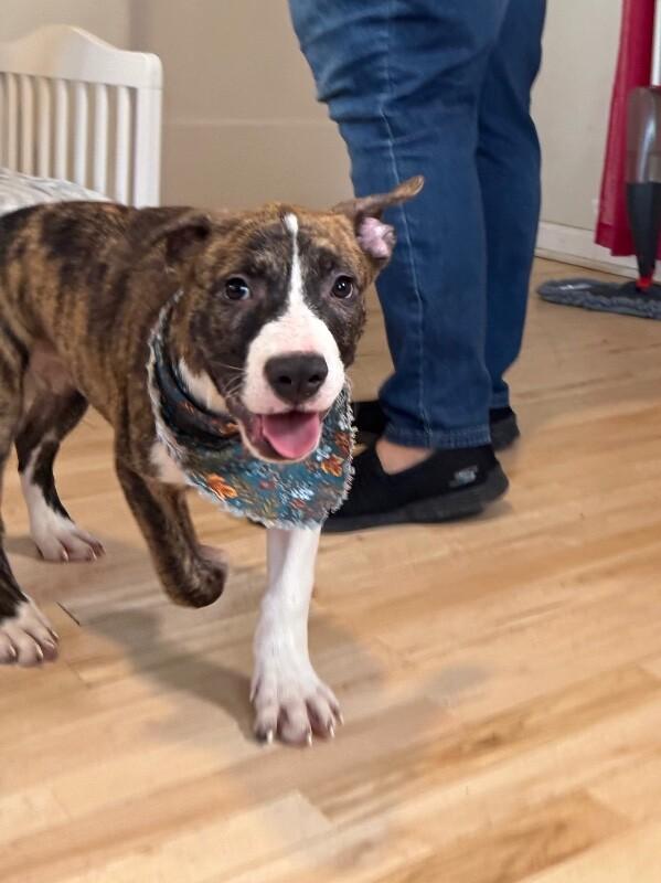 Finn Magnolia — thumbnail 4