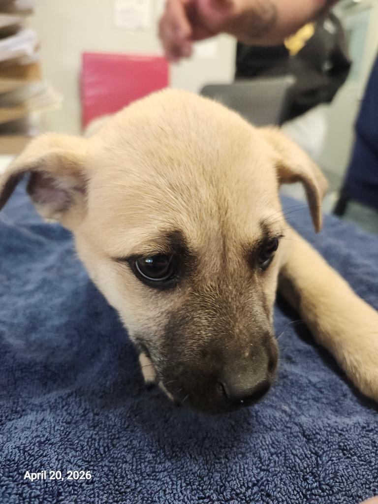 Prometheus, Adoptable, Puppy Female Mixed Breed.