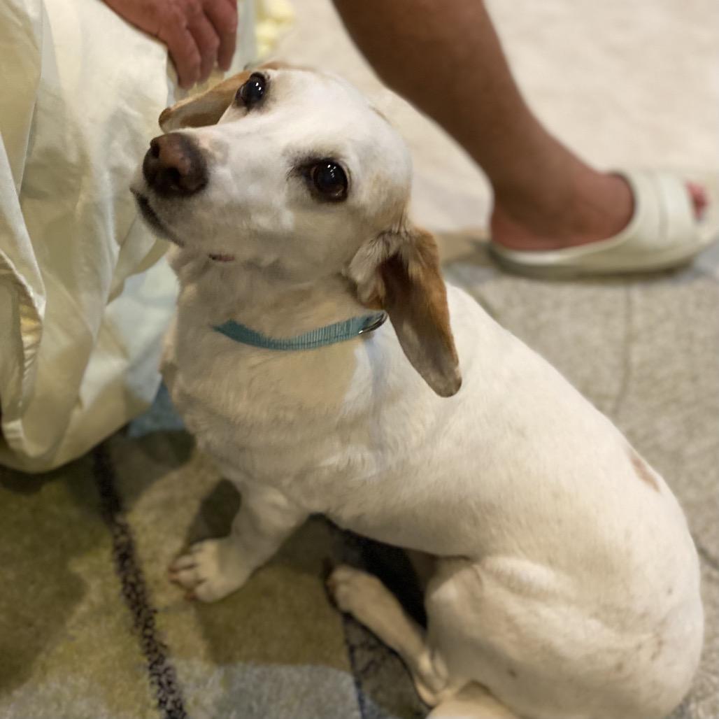 Snoopy III (Bam Bam), Adoptable, Adult Male Beagle & Mixed Breed.
