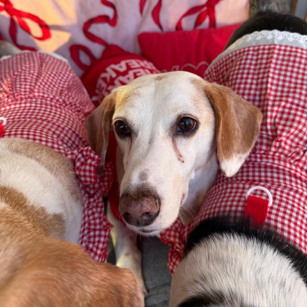 Enlarge Snoopy III (Bam Bam), a Adoptable mixed breed in Miami, FL image 3/6