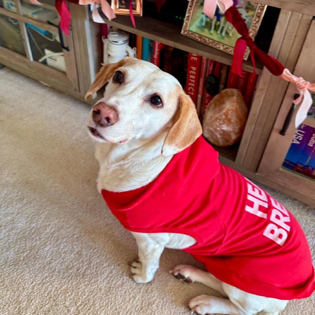 Snoopy III (Bam Bam), Adoptable, Adult Male Beagle & Mixed Breed.