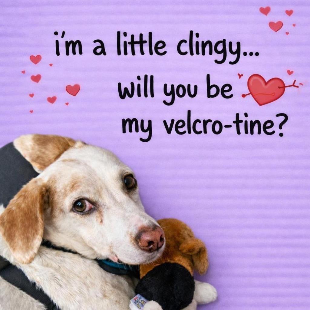 Enlarge Snoopy III (Bam Bam), a Adoptable mixed breed in Miami, FL image 6/6