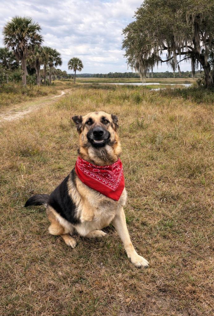 Luna, Adoptable, Adult Female German Shepherd Dog.