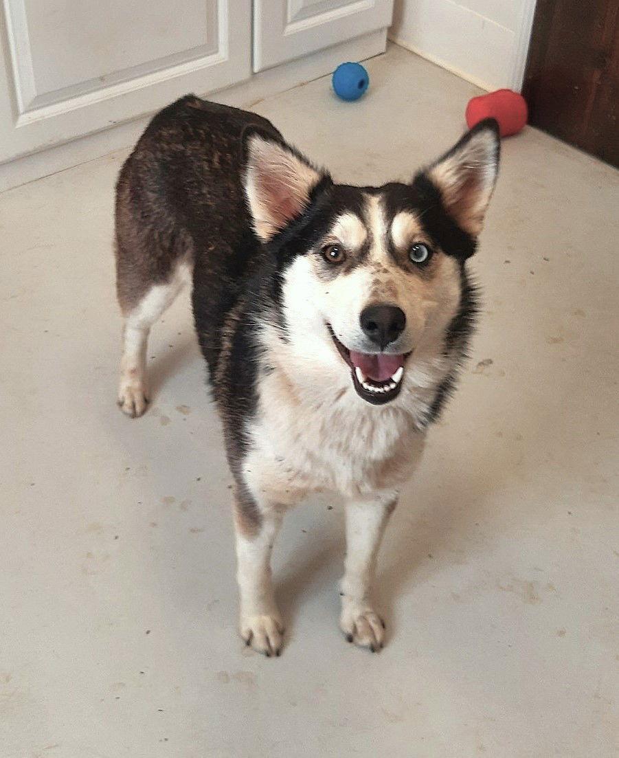 Enlarge Lady, a Adopted mixed breed in Mount Gilead, OH image 1/1