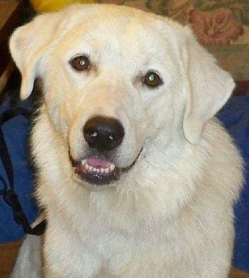 OK Fosters Needed!!, a Adoptable Great Pyrenees image 1/6
