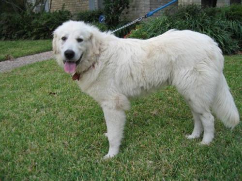 OK Fosters Needed!!, Adoptable, Young Male Great Pyrenees.