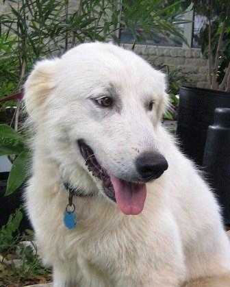 OK Fosters Needed!!, a Adoptable Great Pyrenees image 3/6