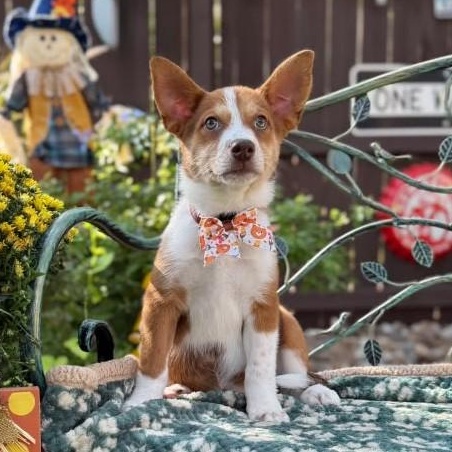 Enlarge Ruby, a Adoptable mixed breed in Poughkeepsie, NY image 4/6