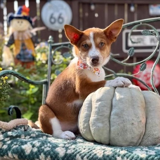 Enlarge Ruby, a Adoptable mixed breed in Poughkeepsie, NY image 5/6
