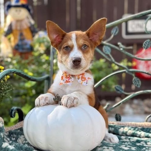 Enlarge Ruby, a Adoptable mixed breed in Poughkeepsie, NY image 2/6