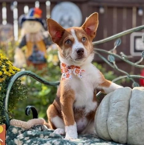 Ruby, Adoptable, Puppy Female Siberian Husky.