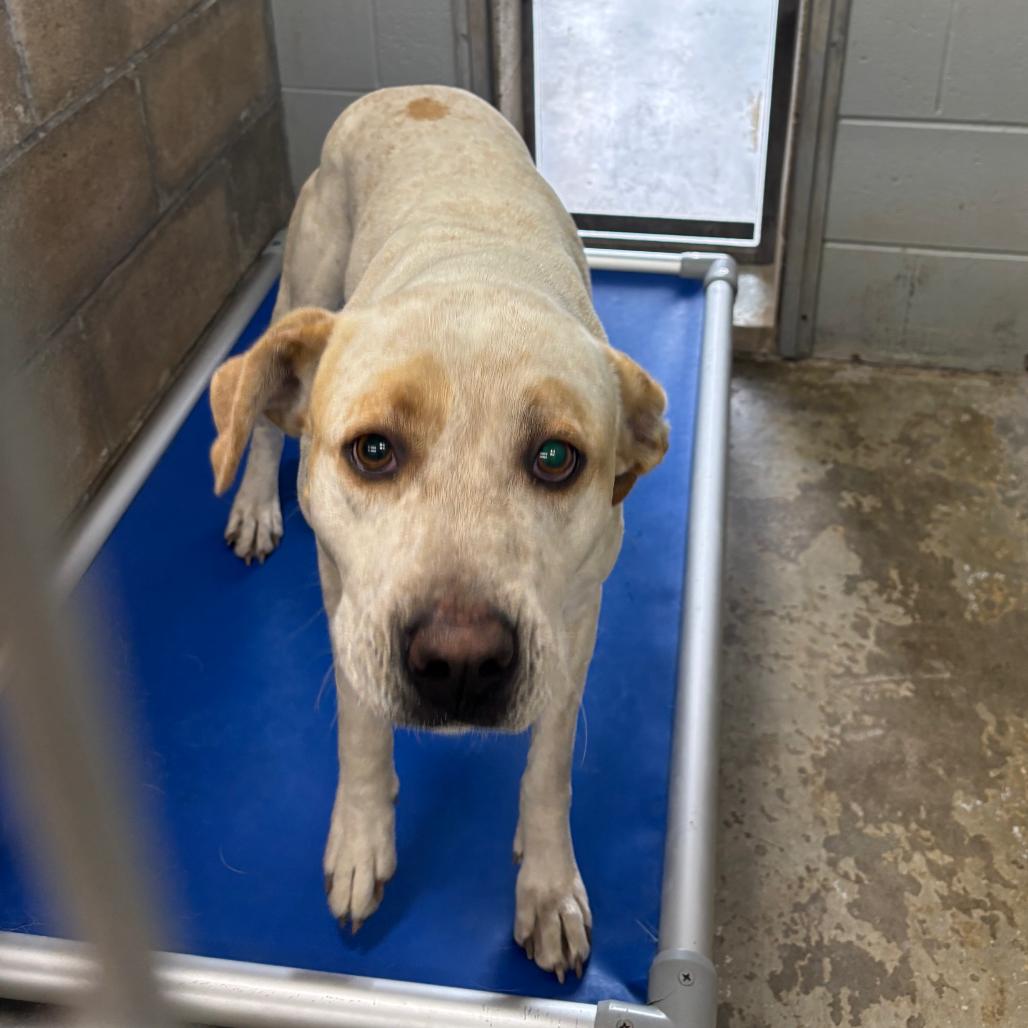 Lola, Adoptable, Adult Female Pit Bull Terrier & Chocolate Labrador Retriever.