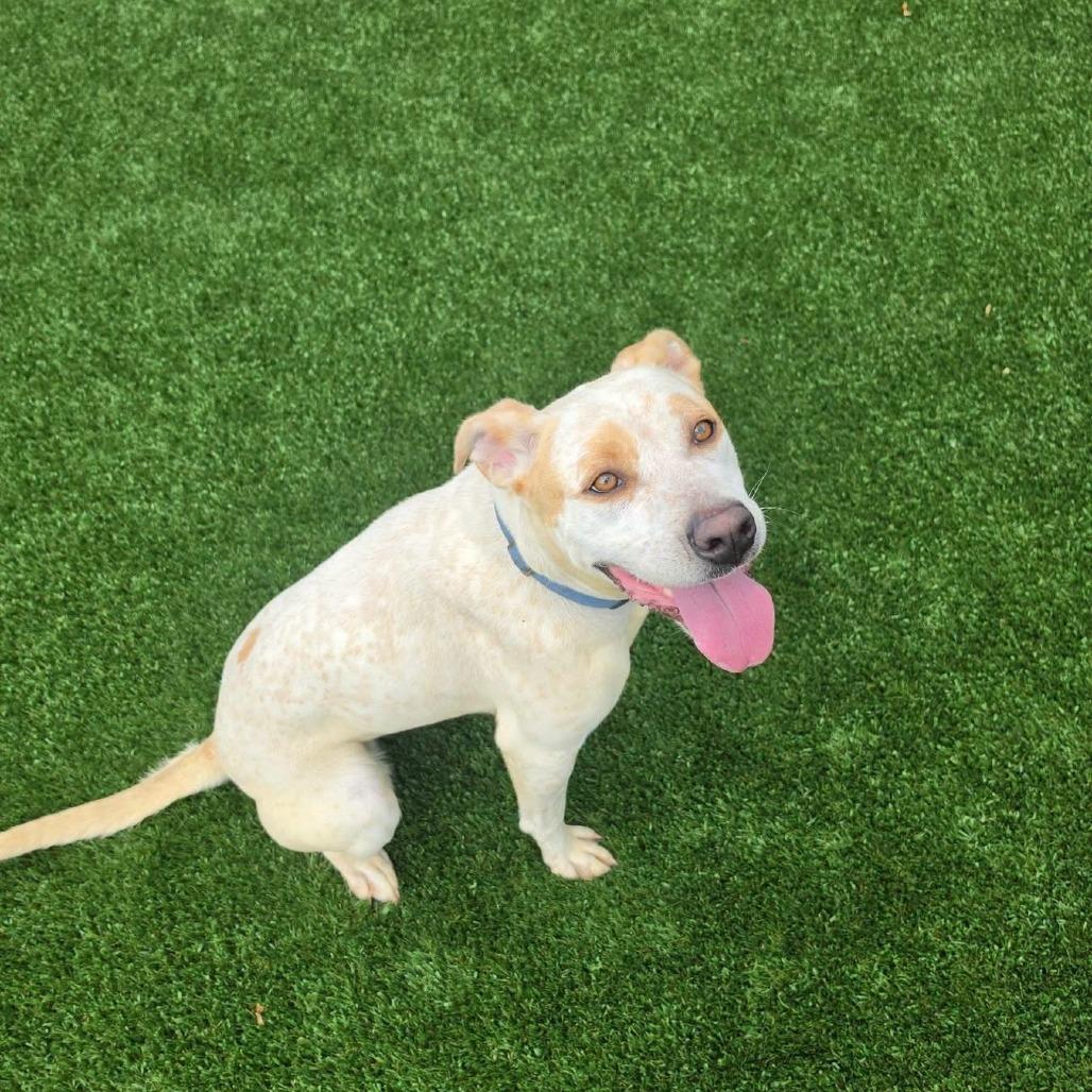 Lola, a Adoptable mixed breed in Brookfield, MO image 2/2