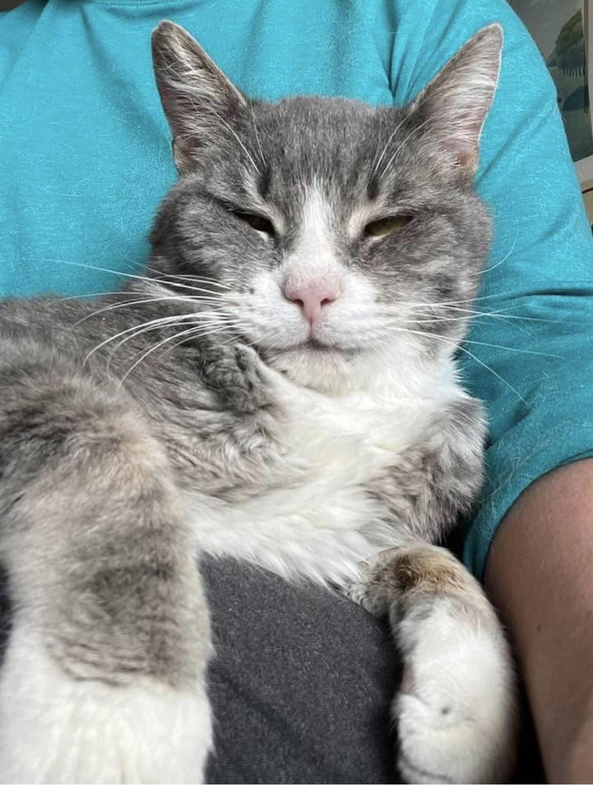 Enlarge Brownie, a ADOPTABLE Domestic Short Hair in Warminster, PA image 6/6