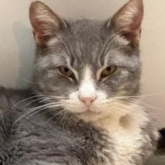 Enlarge Brownie, a ADOPTABLE Domestic Short Hair in Warminster, PA image 5/6