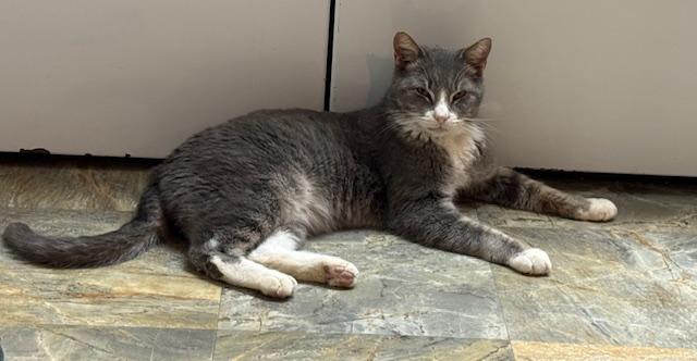 Enlarge Brownie, a ADOPTABLE Domestic Short Hair in Warminster, PA image 4/6