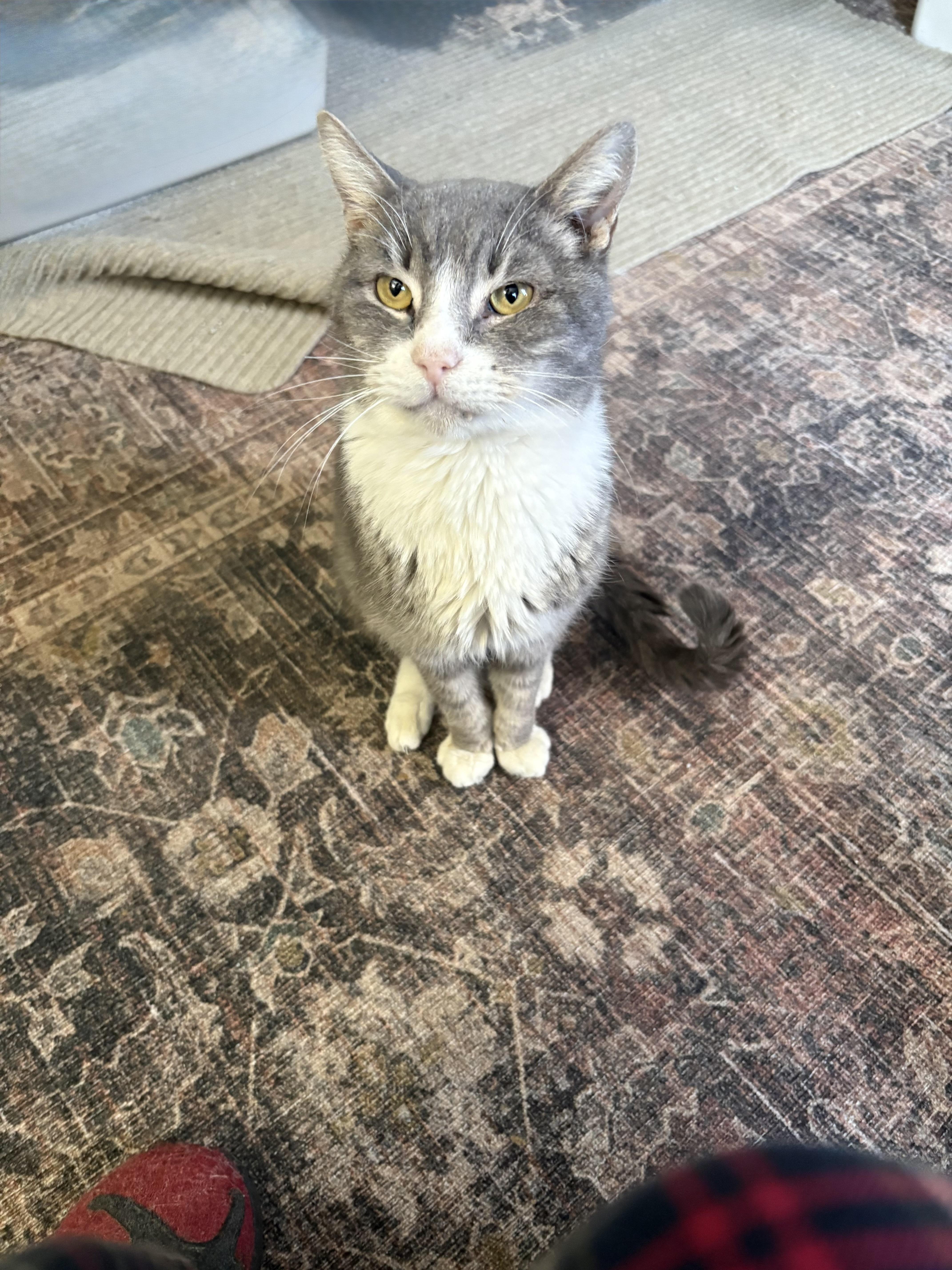 Enlarge Brownie, a ADOPTABLE Domestic Short Hair in Warminster, PA image 2/6