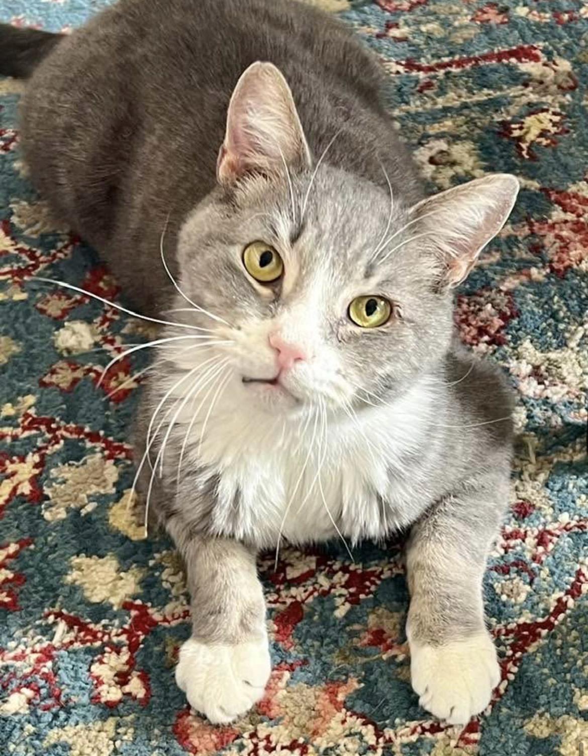 Brownie, ADOPTABLE, Adult Male Domestic Short Hair.