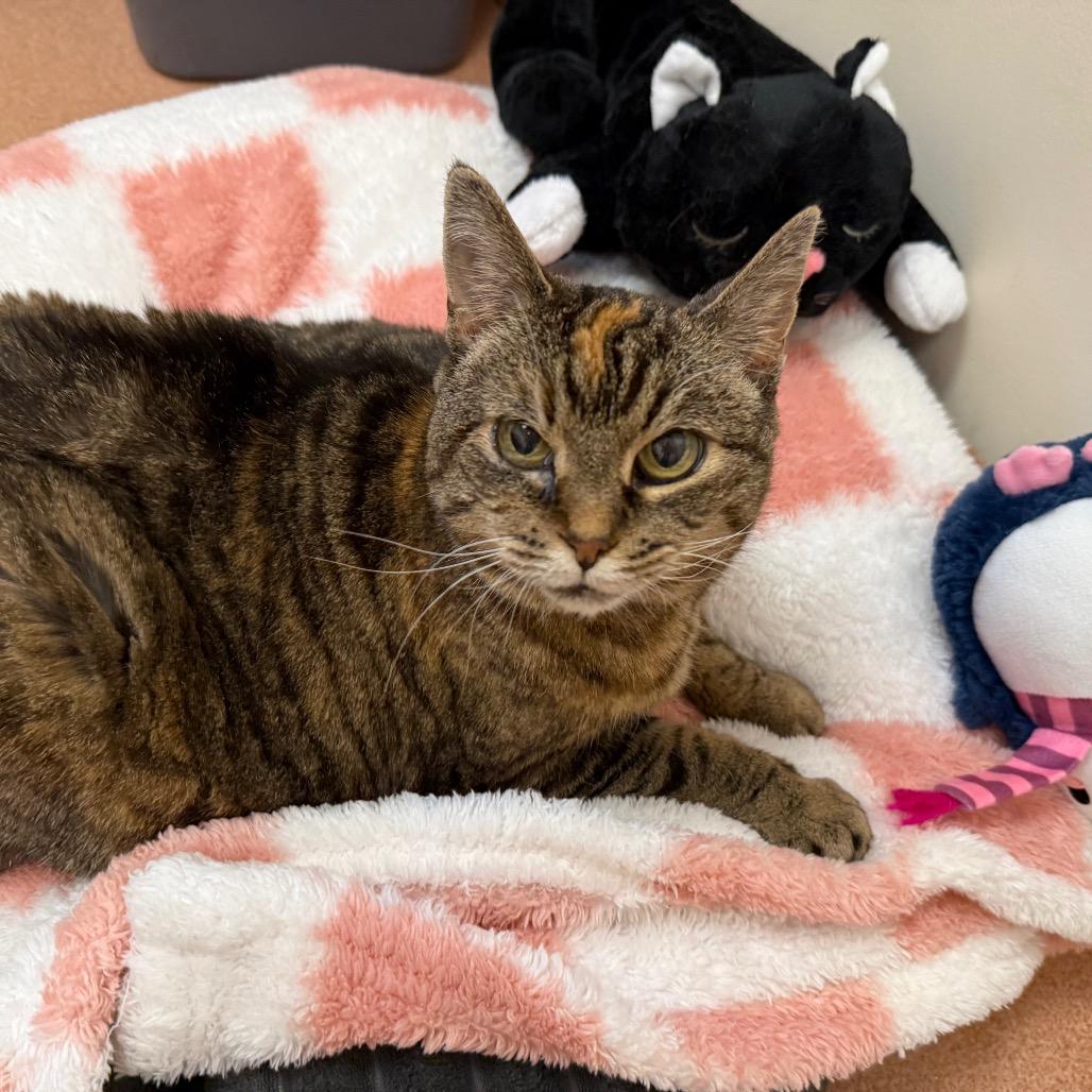 Enlarge Violet Marie, a Adoptable Domestic Short Hair in Ballston Spa, NY image 1/6