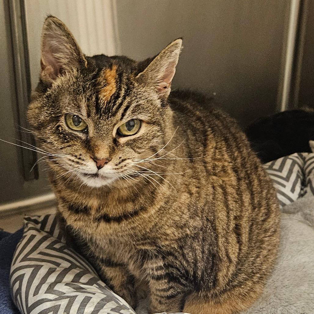 Enlarge Violet Marie, a Adoptable Domestic Short Hair in Ballston Spa, NY image 2/6