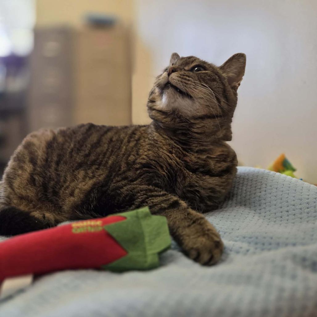 Enlarge Violet Marie, a Adoptable Domestic Short Hair in Ballston Spa, NY image 3/6