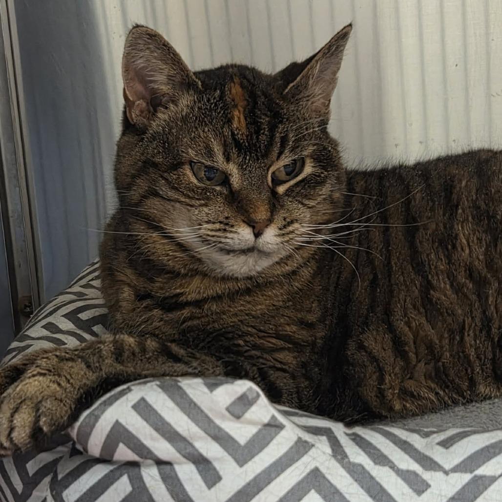 Enlarge Violet Marie, a Adoptable Domestic Short Hair in Ballston Spa, NY image 4/6