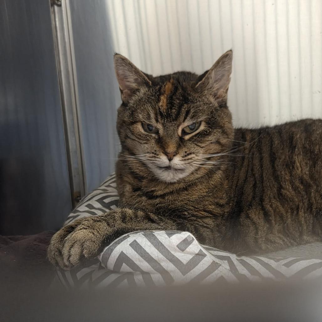 Enlarge Violet Marie, a Adoptable Domestic Short Hair in Ballston Spa, NY image 5/6