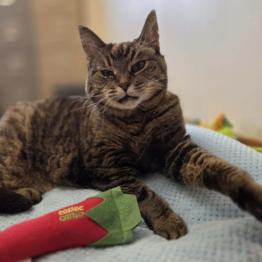 Enlarge Violet Marie, a Adoptable Domestic Short Hair in Ballston Spa, NY image 6/6