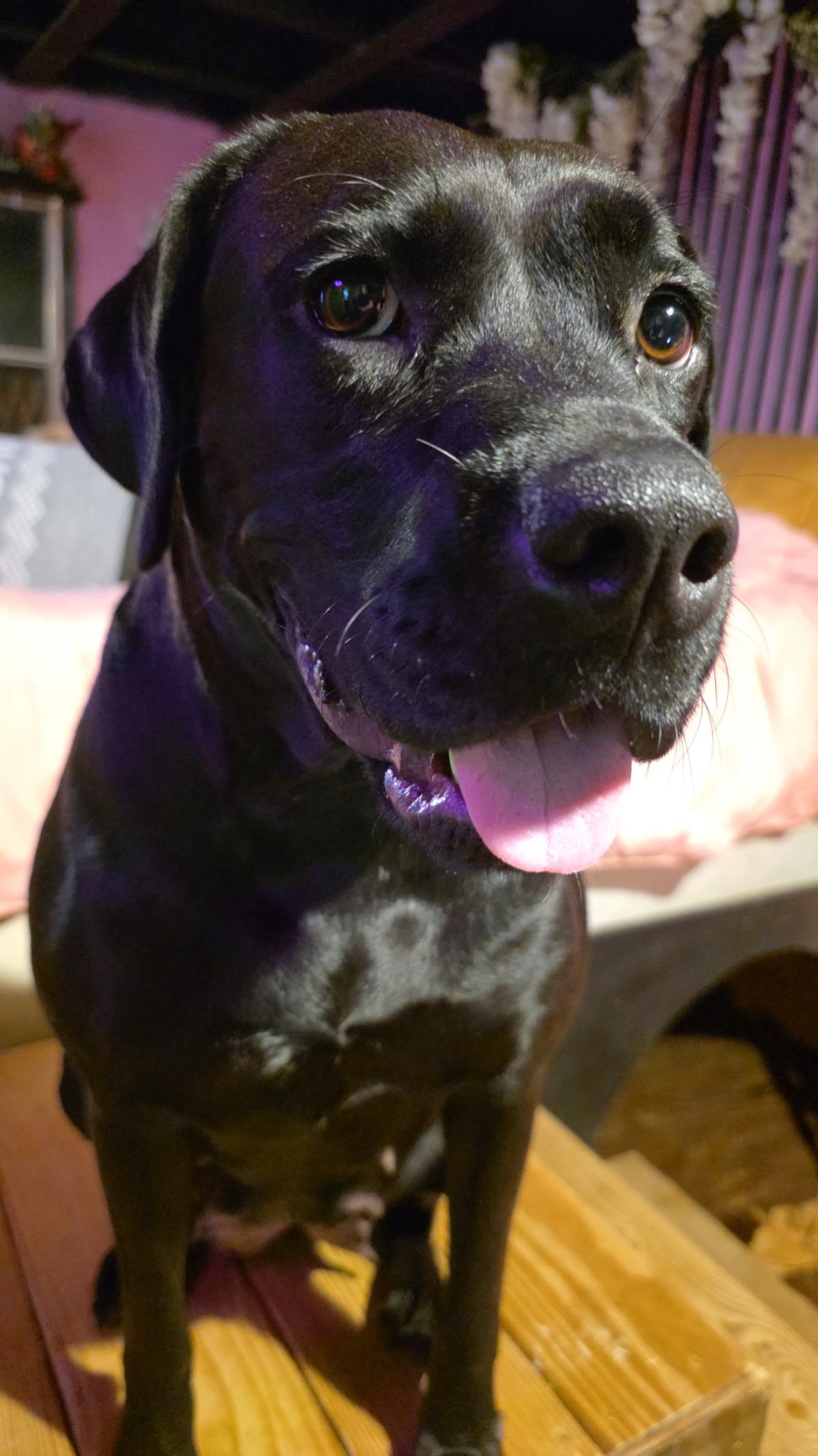 Enlarge Aurora Rose, a Adoptable mixed breed in Woburn, MA image 2/6