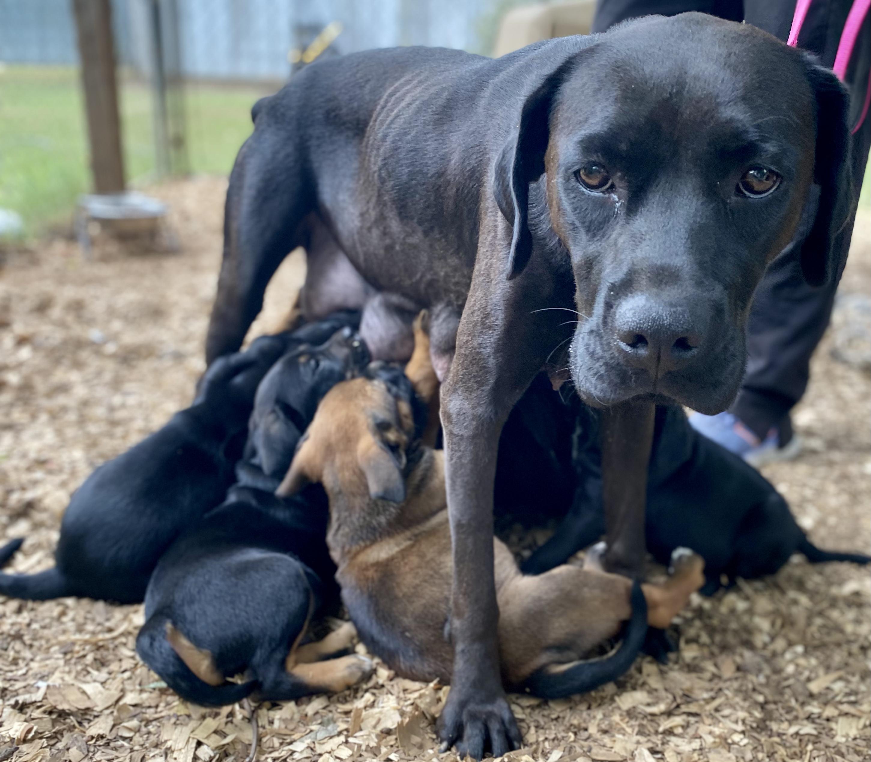 Aurora Rose — thumbnail 3