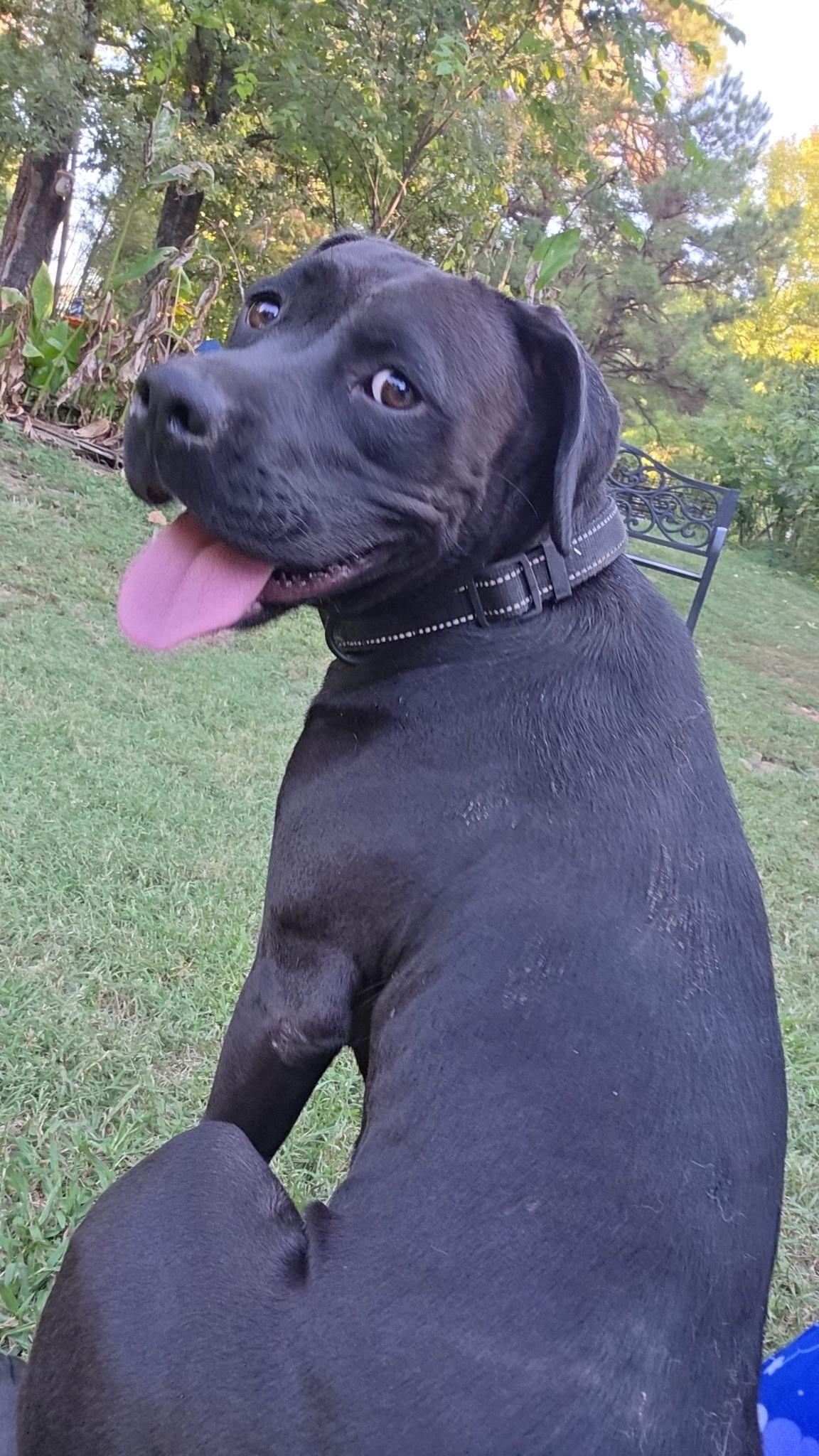 Enlarge Aurora Rose, a Adoptable mixed breed in Woburn, MA image 5/6