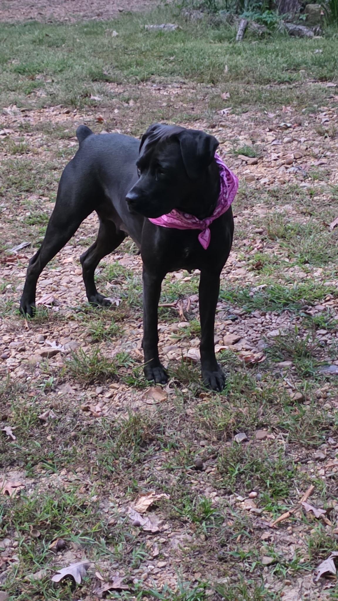 Enlarge Aurora Rose, a Adoptable mixed breed in Woburn, MA image 3/6