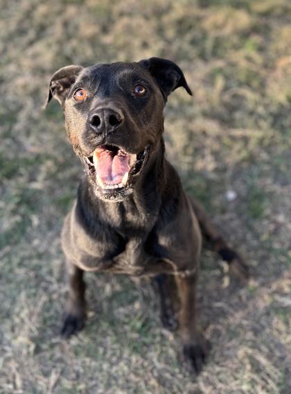 Shane — thumbnail 2